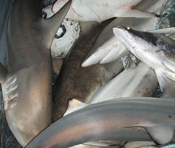 Florida, Alaska Senators Champion Sustainable Shark Fisheries and Trade Act